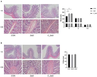 Coated Zinc Oxide Improves Growth Performance of Weaned Piglets via Gut Microbiota